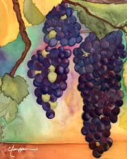 Pinot Noir Harvest Grapes 2